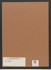 Navicula sp. (de-Toni-Nr.: Genus 1) Zeichnungen Sammlung Grunow Mappe 00661 (Herbarium_W_Grunow_drawings_Folder_00661)